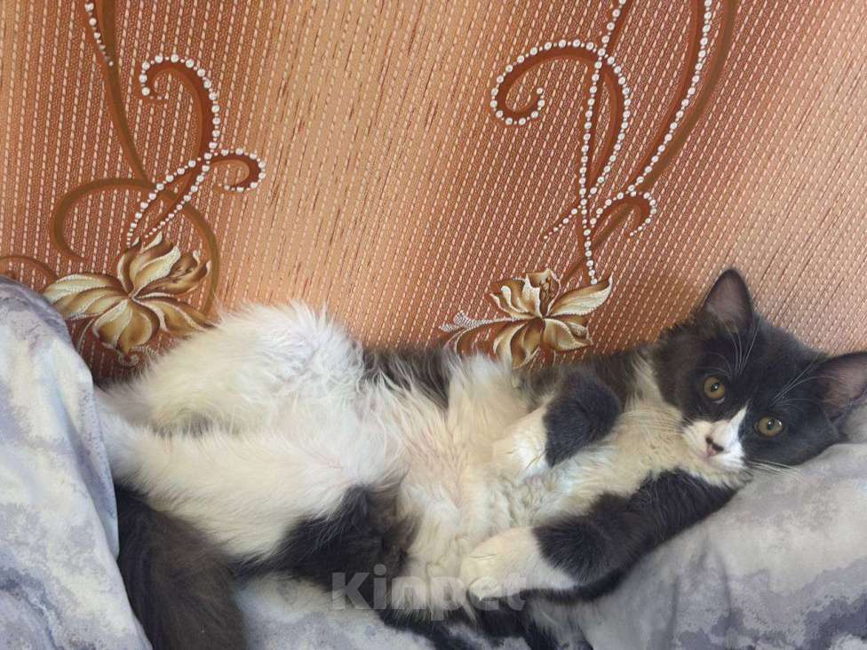 Кошки в Екатеринбурге: Отдам котика в добрые руки Мальчик, 1 руб. - фото 2