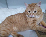 Кошки в Москве: Солнечный Рыжик ищет родителей Мальчик, Бесплатно - фото 3
