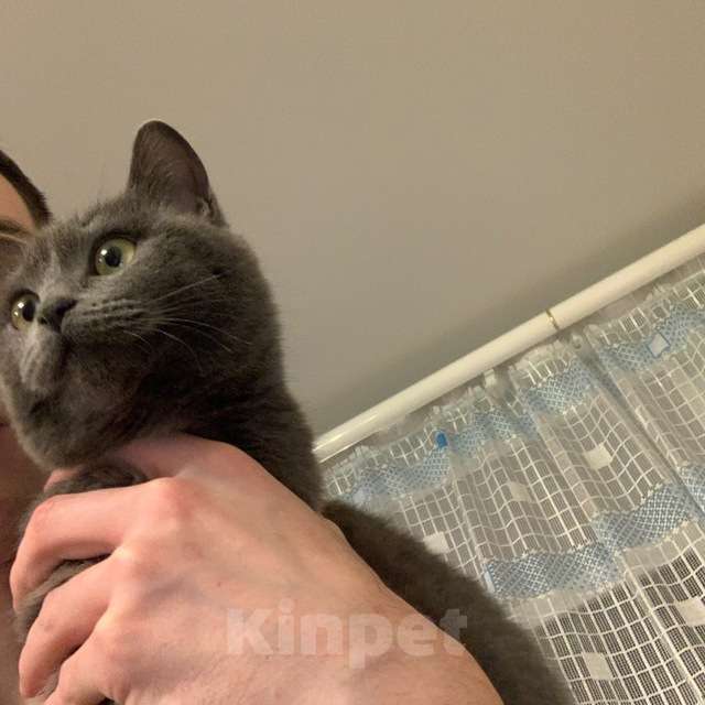 Кошки в Оренбурге: Отдам кошку в добрые руки Девочка, Бесплатно - фото 1