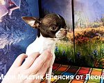 Собаки в Санкт-Петербурге: Еленсия вес 1,5 кг, нежная крошка чихуахуа Девочка, 100 000 руб. - фото 6