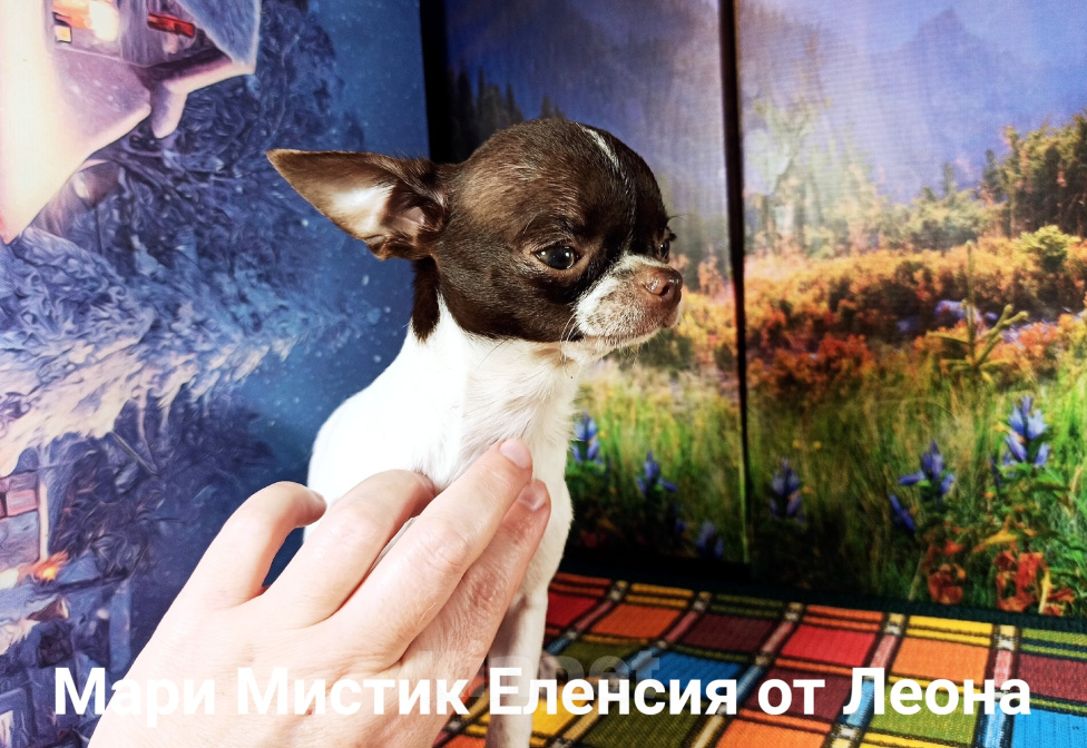 Собаки в Санкт-Петербурге: Еленсия вес 1,5 кг, нежная крошка чихуахуа Девочка, 100 000 руб. - фото 6