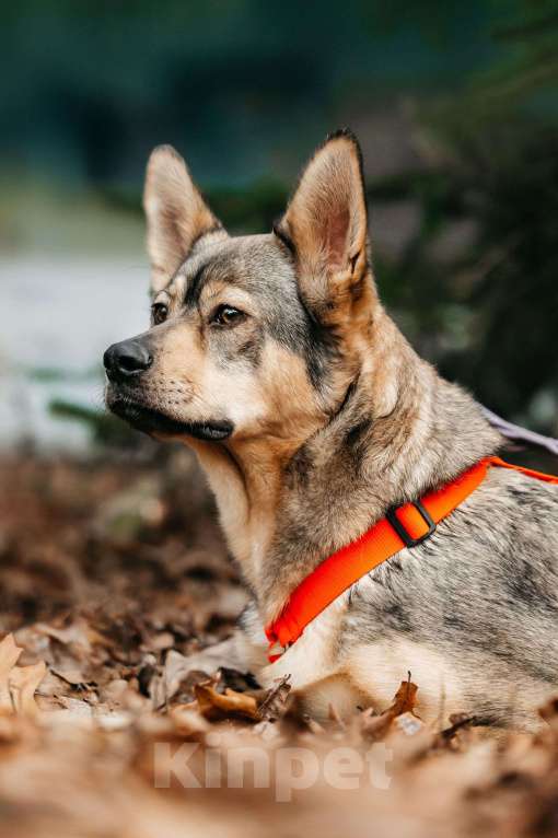 Собаки в Москве: Харизматичная Булка ищет дом Девочка, Бесплатно - фото 3