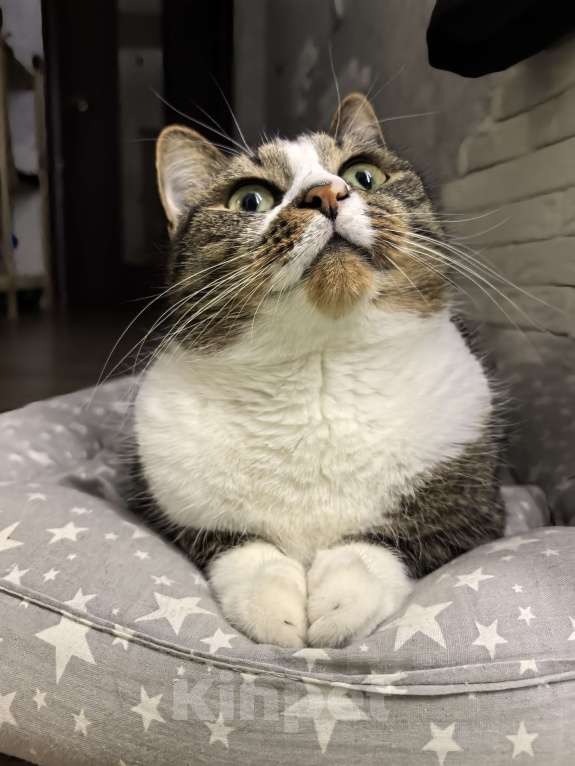 Кошки в Петрозаводске: Протестующего кота в любящую семью Мальчик, Бесплатно - фото 2