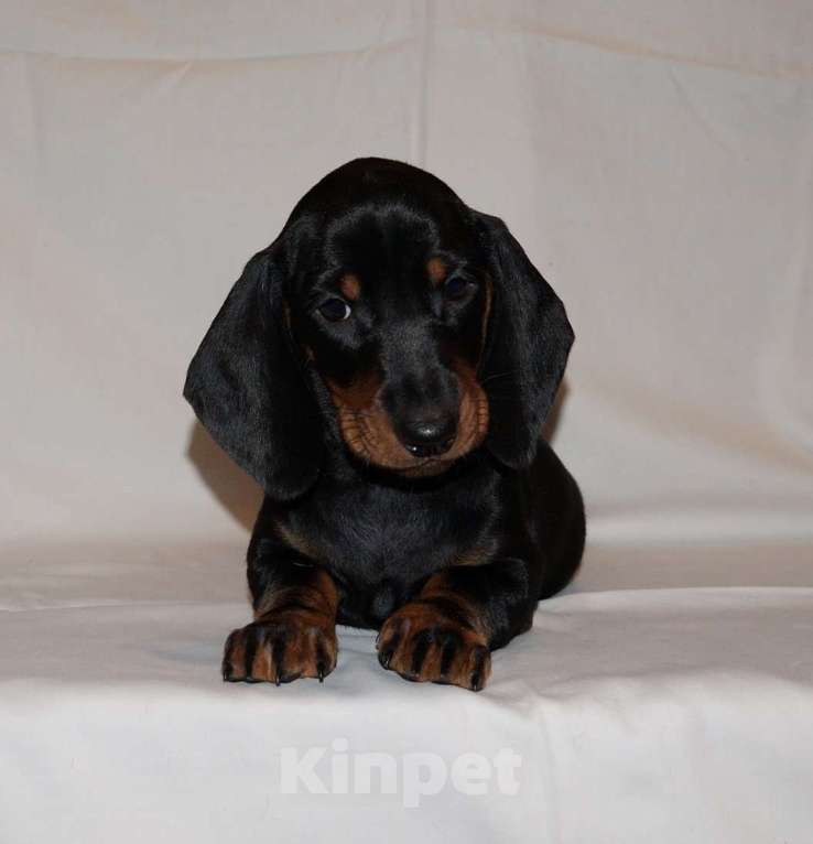 Собаки в Иваново: Такса стандартная г-ш. РКФ Мальчик, Бесплатно - фото 2