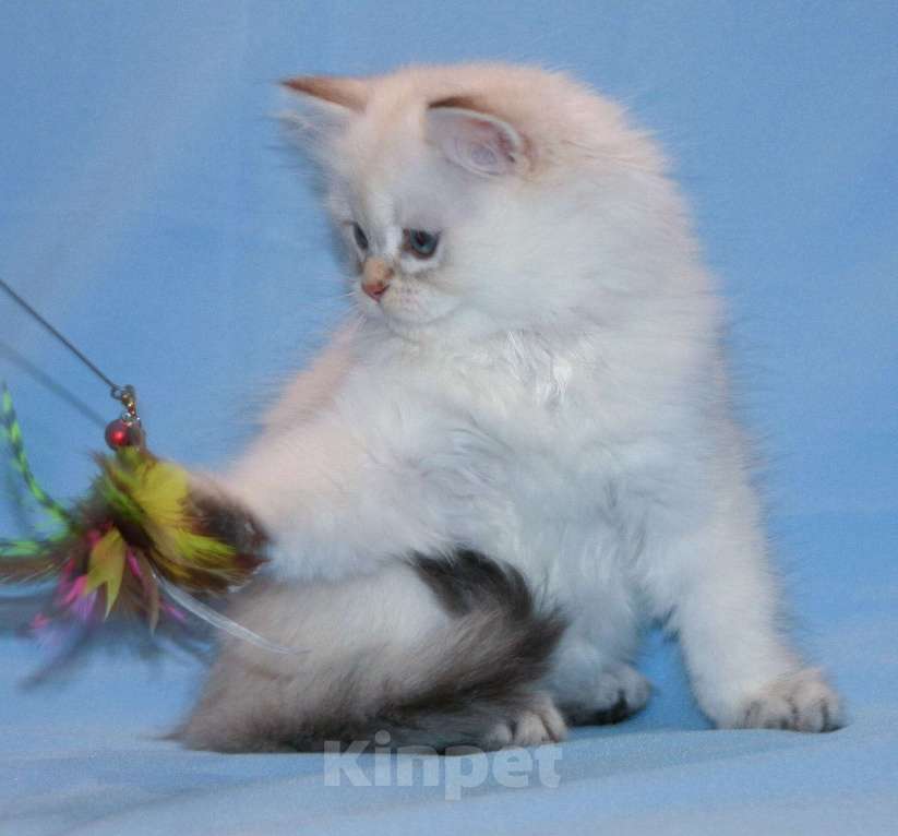 Кошки в Сарове: Шотландский котенок Девочка, Бесплатно - фото 1