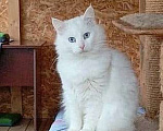 Кошки в Москве: Шикарные молодые котики и кошечки (1 г.) в дар Девочка, Бесплатно - фото 1