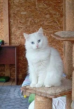 Кошки в Москве: Шикарные молодые котики и кошечки (1 г.) в дар Девочка, Бесплатно - фото 1