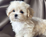 Собаки в Москве: Мальтипу мини мальчик Мальчик, 250 000 руб. - фото 1