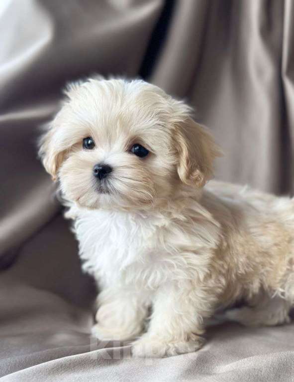 Собаки в Москве: Мальтипу мини мальчик Мальчик, 250 000 руб. - фото 1