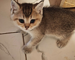 Кошки в Севастополе: Котенок Мальчик, Бесплатно - фото 5