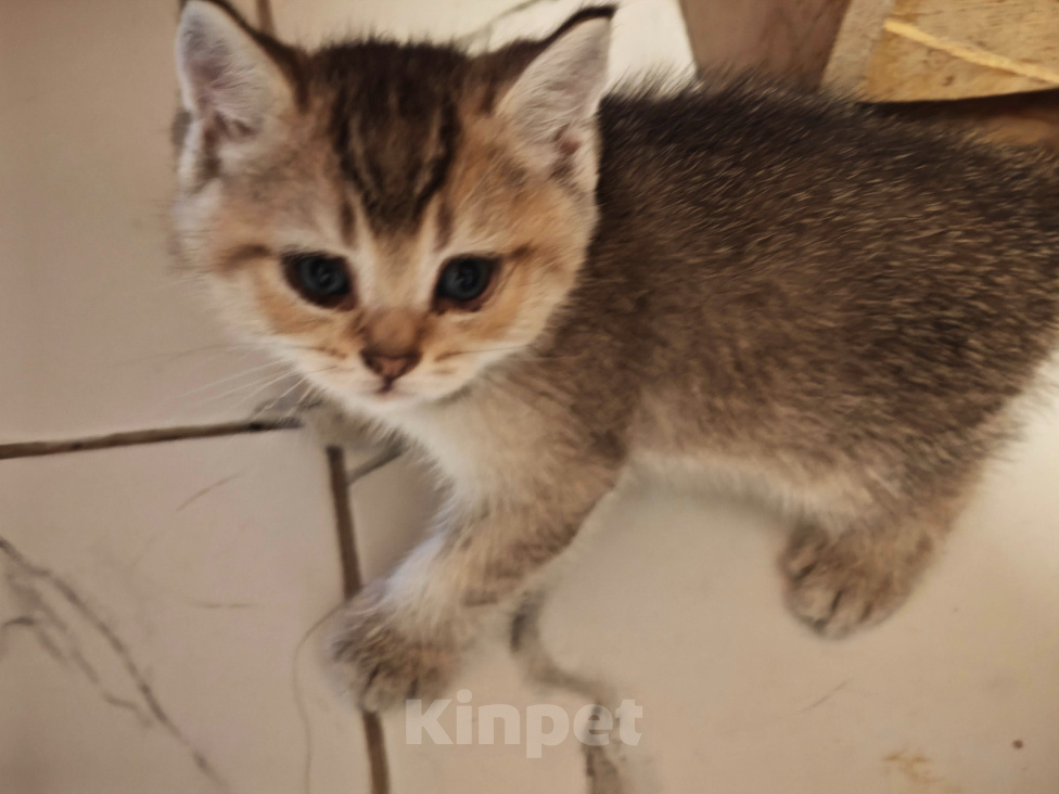Кошки в Севастополе: Котенок Мальчик, Бесплатно - фото 5