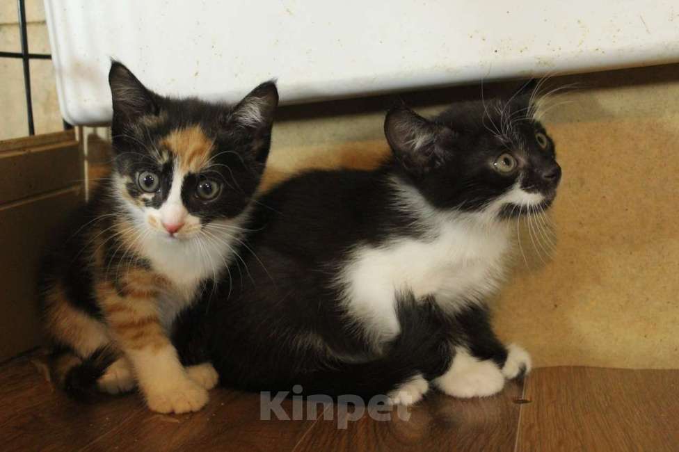 Кошки в Санкт-Петербурге: Симпатичные заводные котята Мальчик, Бесплатно - фото 2