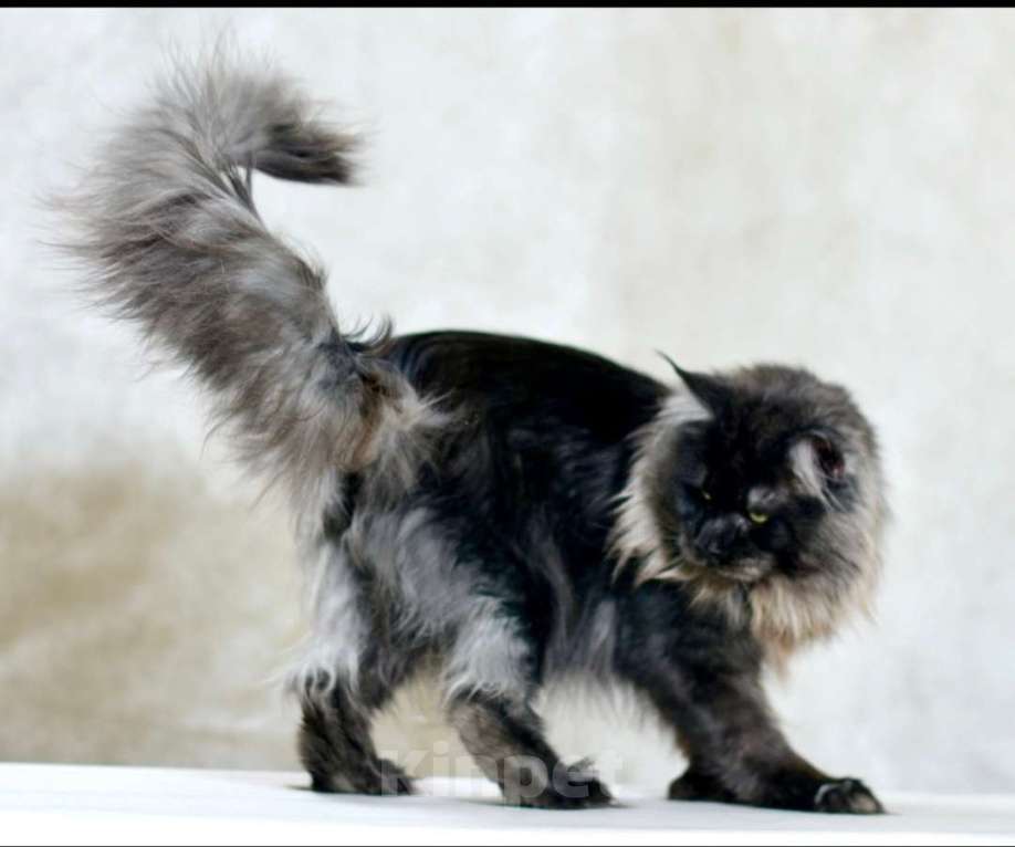 Кошки в Москве: Кошечка Девочка, 1 руб. - фото 5