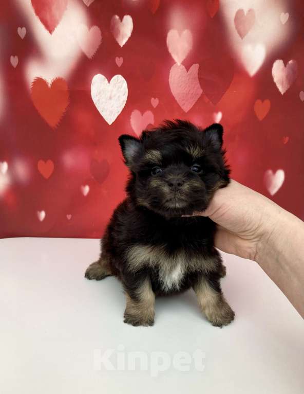 Собаки в Москве: Цветной йорк мальчик стандарт бэби фейс Мальчик, 50 000 руб. - фото 2