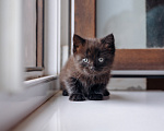 Кошки в Видном: Черный котенок ищет дом Девочка, Бесплатно - фото 3