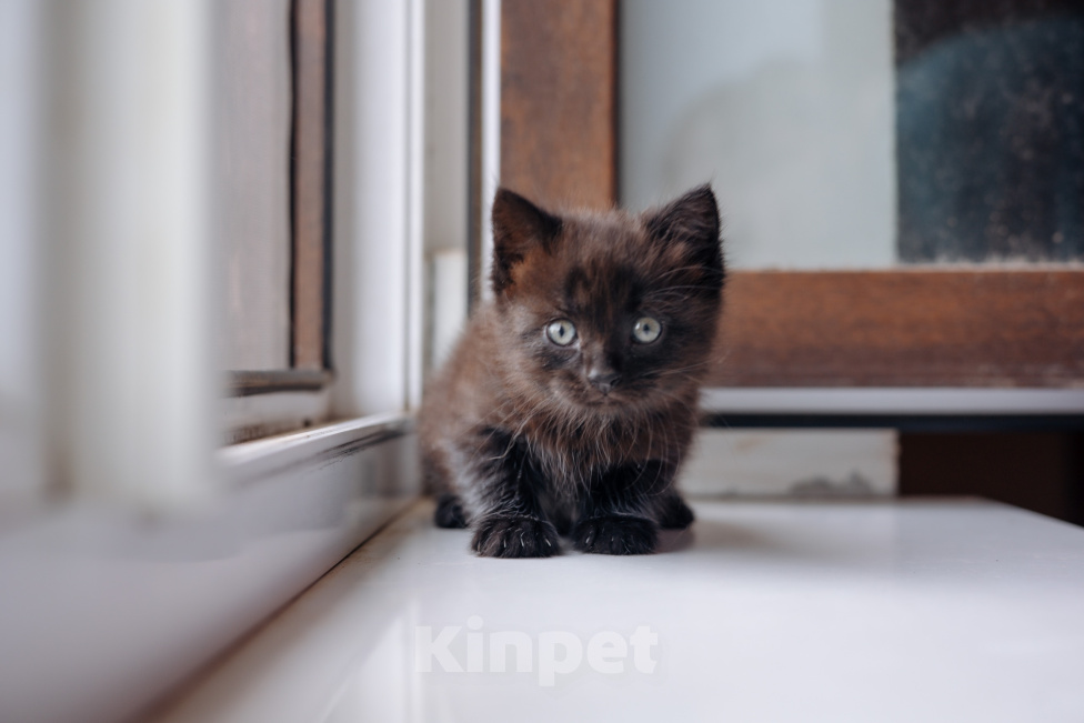 Кошки в Видном: Черный котенок ищет дом Девочка, Бесплатно - фото 3