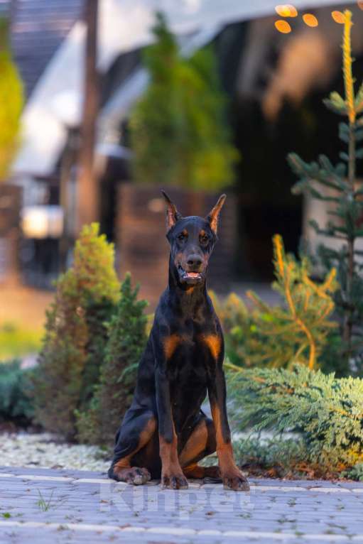 Собаки в Курске: Очаровательная девочка РКФ  Девочка, 105 000 руб. - фото 9