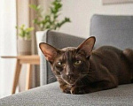 Кошки в Батайске: Продам котёнка Разнополые, 23 000 руб. - фото 7