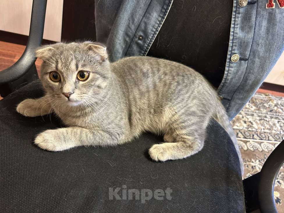 Кошки в Липецке: Отдам в хорошие руки котенка Мальчик, Бесплатно - фото 3