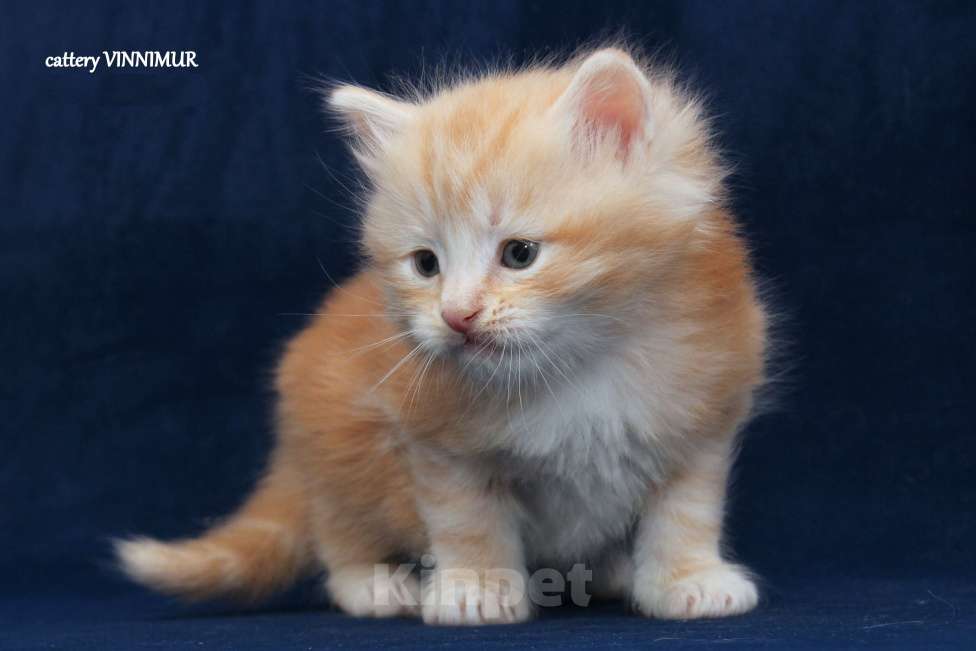 Кошки в Санкт-Петербурге: Сибирский котенок Мальчик, Бесплатно - фото 3