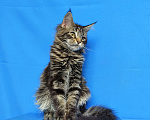 Кошки в Москве: Котёнок Мейн-Кун Девочка Девочка, 45 000 руб. - фото 2
