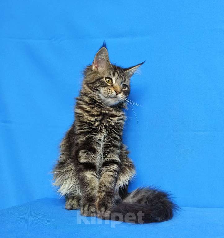 Кошки в Москве: Котёнок Мейн-Кун Девочка Девочка, 45 000 руб. - фото 2