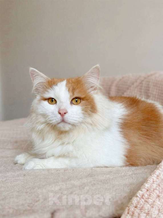 Кошки в Балашихе: Пафнутий в добрые руки Мальчик, Бесплатно - фото 1