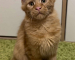 Кошки в Москве: Рыжий котенок Мальчик, 45 000 руб. - фото 1