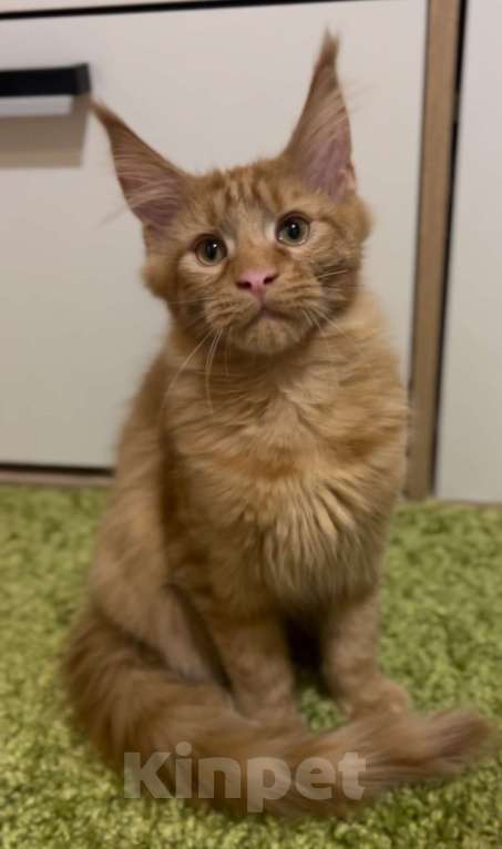 Кошки в Москве: Рыжий котенок Мальчик, 45 000 руб. - фото 1