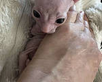 Кошки в Дедовске: Котенок мальчик Мальчик, Бесплатно - фото 1