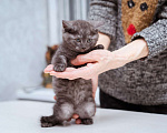 Кошки в Москве: Котята-метисы Британки в добрые руки Девочка, Бесплатно - фото 4