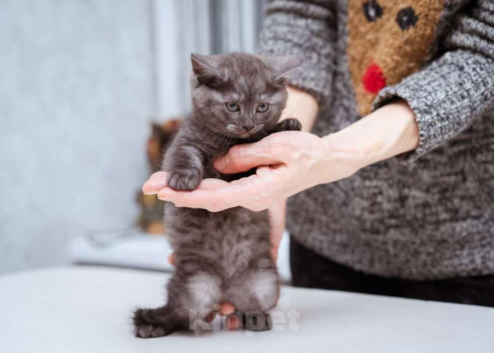 Кошки в Москве: Котята-метисы Британки в добрые руки Девочка, Бесплатно - фото 4