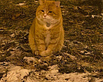 Кошки в Щелково: Потерялся рыжий кот! Мальчик, 1 руб. - фото 2