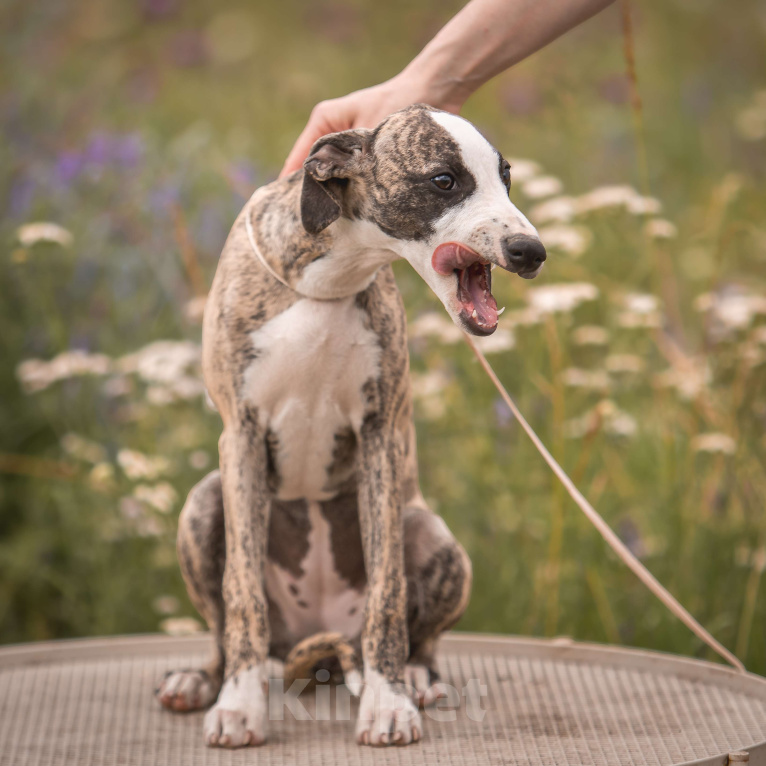 Собаки в Москве: Уиппет девочка Девочка, 70 000 руб. - фото 3