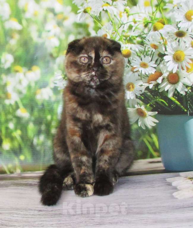 Кошки в Санкт-Петербурге: продаются шотландские котята Девочка, Бесплатно - фото 7