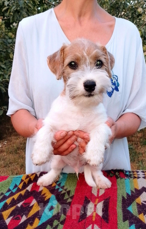 Собаки в Москве: Высокопородный щенок Джек Рассел терьера  Мальчик, Бесплатно - фото 3