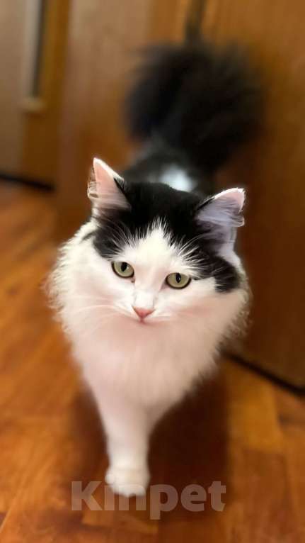 Кошки в Клине: Мася — возьмите красавицу под своё крыло Девочка, Бесплатно - фото 3
