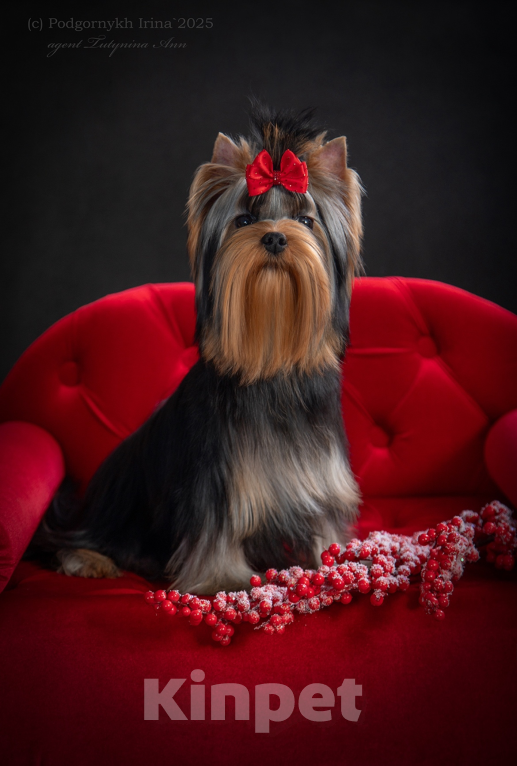 Собаки в Москве: Качественные щенки Мальчик, 100 000 руб. - фото 4