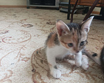 Кошки в Геленджике: Ириска Девочка, Бесплатно - фото 2