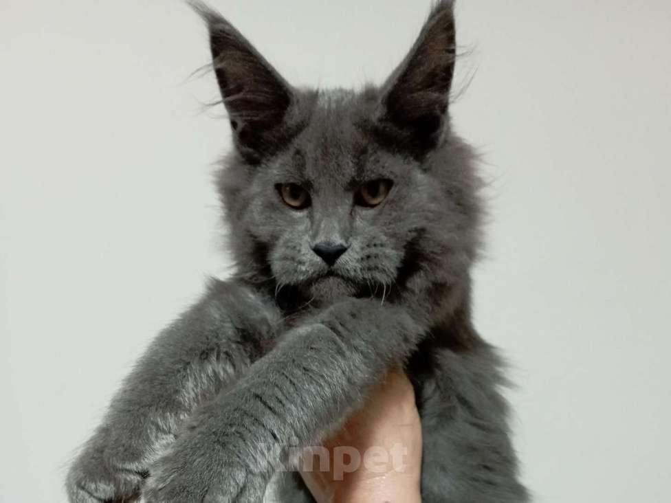 Кошки в Севастополе: Котёнок мейн кун Девочка, 50 000 руб. - фото 1