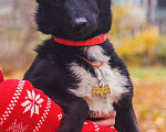 Собаки в Москве: Барри - маленький черный бриллиант в добрые руки Мальчик, 10 руб. - фото 1