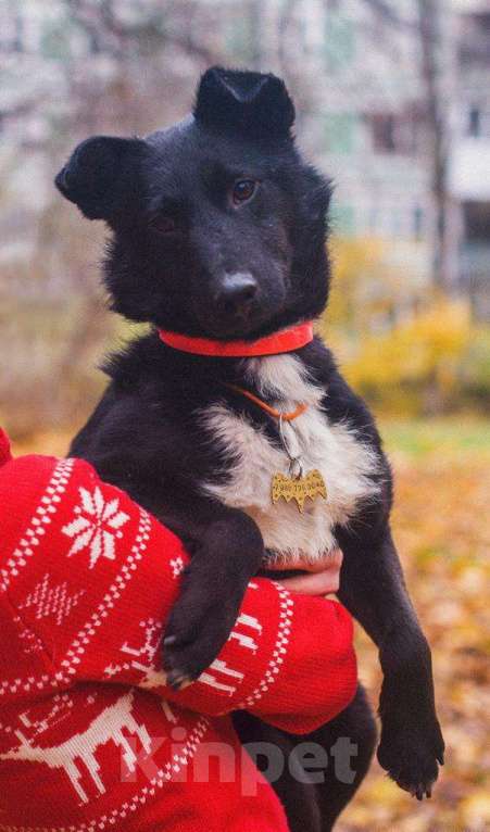 Собаки в Москве: Барри - маленький черный бриллиант в добрые руки Мальчик, 10 руб. - фото 1