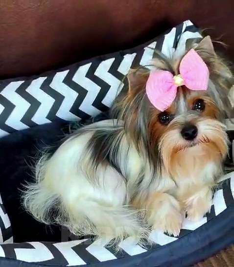 Собаки в Москве: Девочка Бивера мини Девочка, 45 000 руб. - фото 4