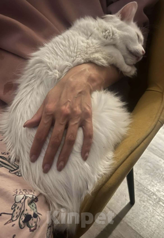 Кошки в других городах Ленинградской области: Ласковый глухой котик Мальчик, Бесплатно - фото 1