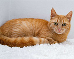 Кошки в Москве: Рыжая кошка Мишаня в добрые руки. Девочка, 1 руб. - фото 1