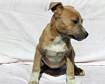 Собаки в Похвистнево: Щенки стаффордширского терьера, 10 000 руб. - фото 4