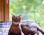 Кошки в Москве: Лео - полосатый молодой котик в добрые руки Мальчик, 50 руб. - фото 5