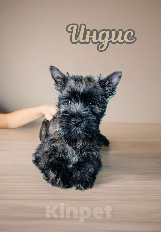 Собаки в Нижнем Новгороде: Керн-терьер Индис Девочка, 80 000 руб. - фото 5