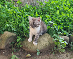 Кошки в Краснодаре: Пятнышко Девочка, Бесплатно - фото 1