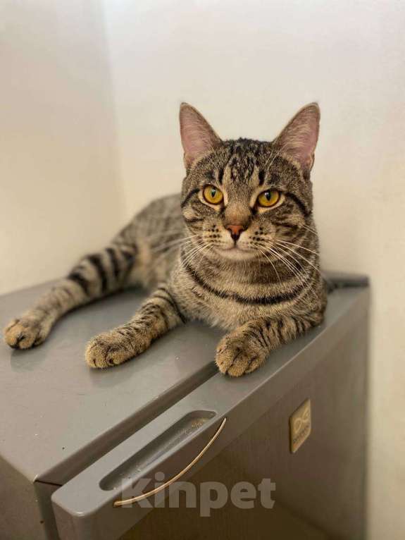 Кошки в Москве: Фёдор - кот мечты Мальчик, Бесплатно - фото 2